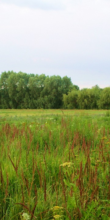Krajobraz - łąka