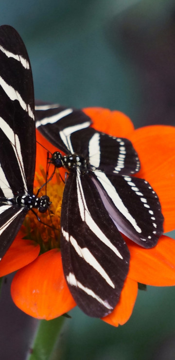 Motyle spijają nektar z czerwonego kwiata