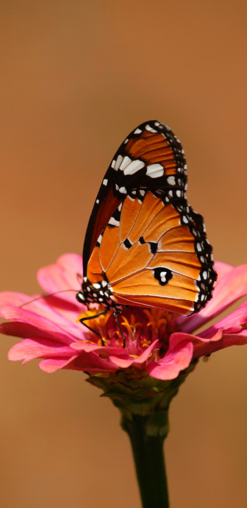 Monarch na różowym kwiatku spija nektar