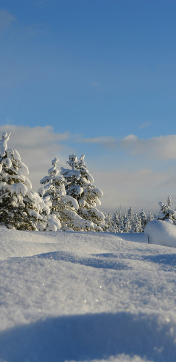 Domek w śniegu i ośnierzone drzewa