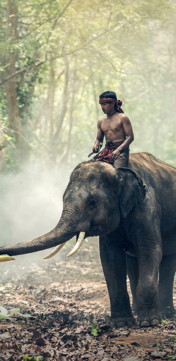 Podróż na słoniu przez las