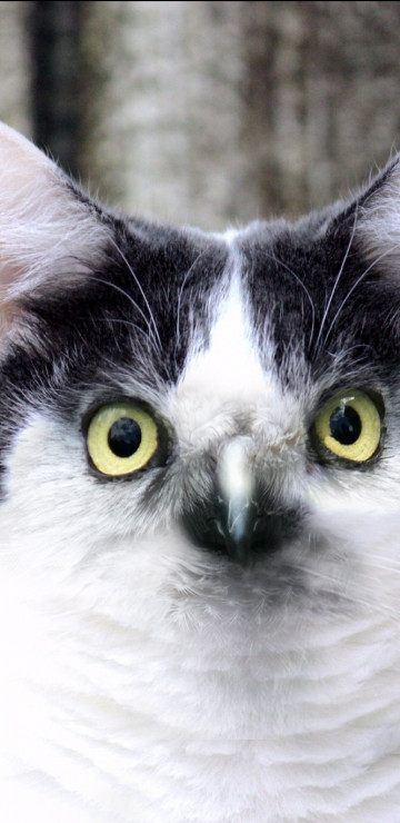 Kot z oczami orła