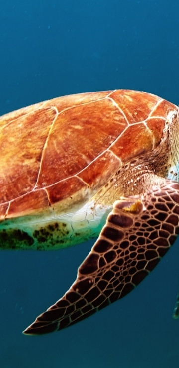 Żółw morski pływa w ocenie
