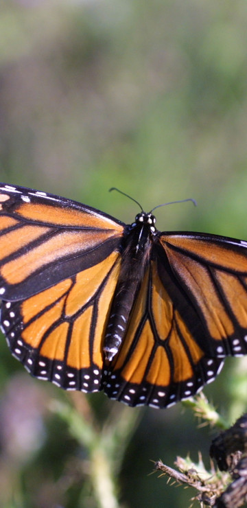Piękny motyl Monarch