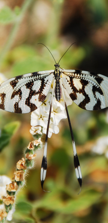 Motyl