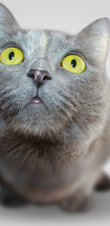 Kot szary, Oczy żółte