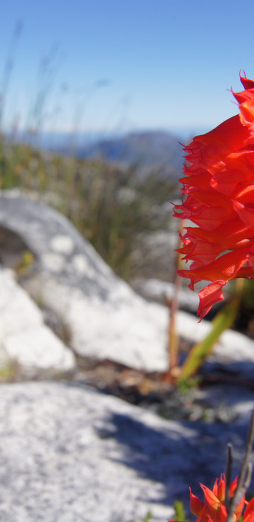 Kwiat z Tafelberg
