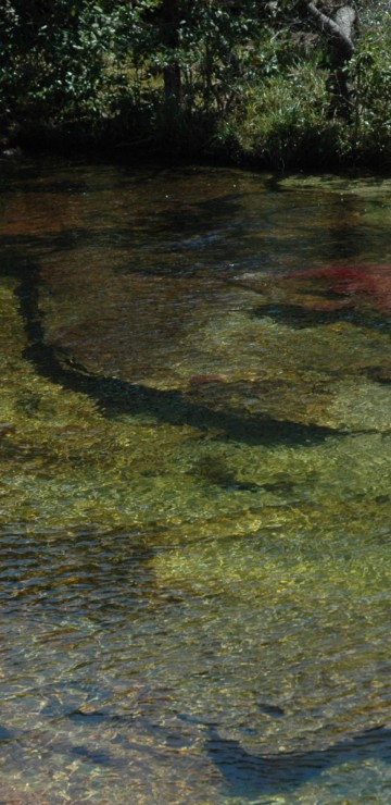 Caño Cristales