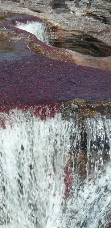 Caño Cristales