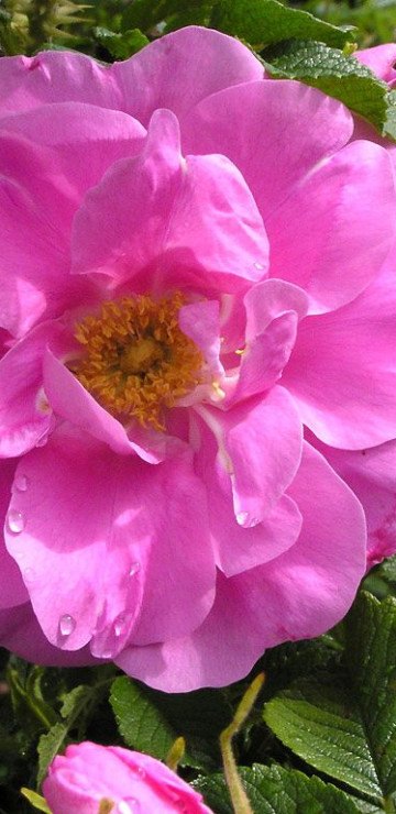 roze (97).jpg