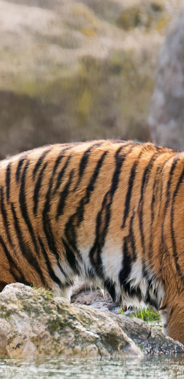 Tygrys
