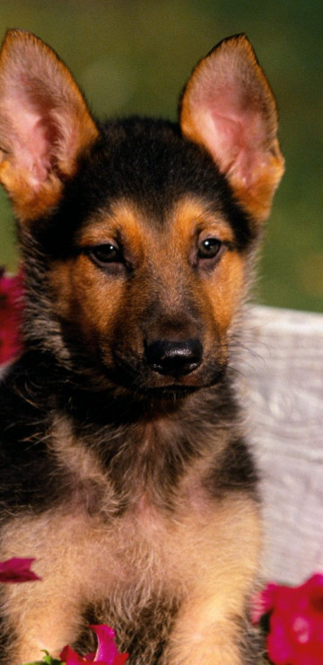 Shepherd Puppy.jpg