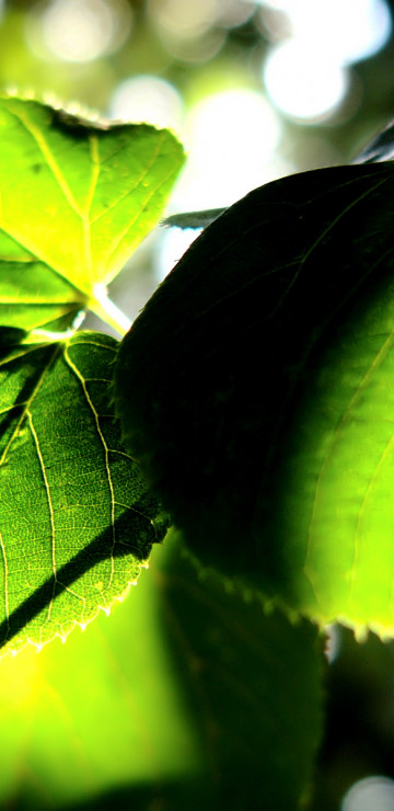 makro-foto-zielone-rosliny (61).jpg