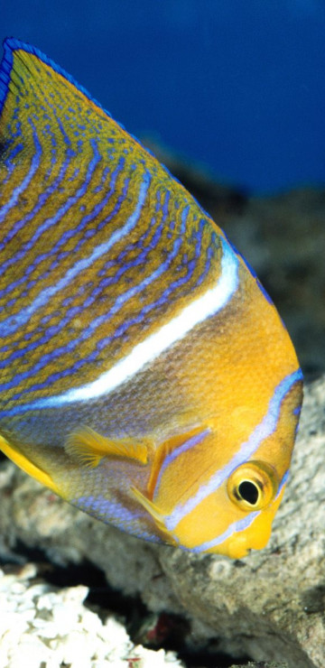 King Angelfish.jpg