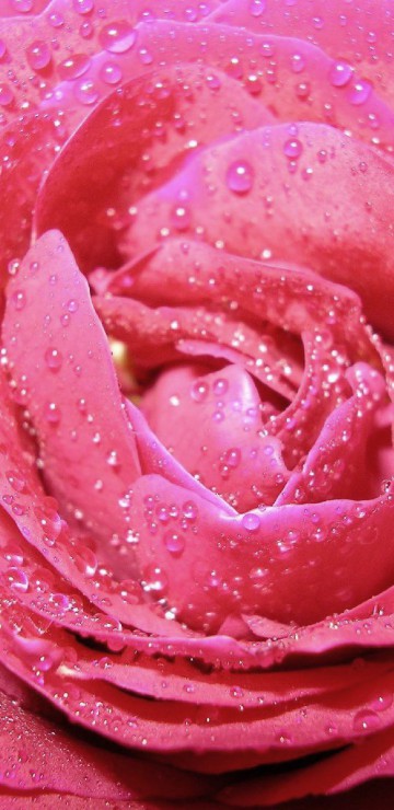 roze (12).jpg