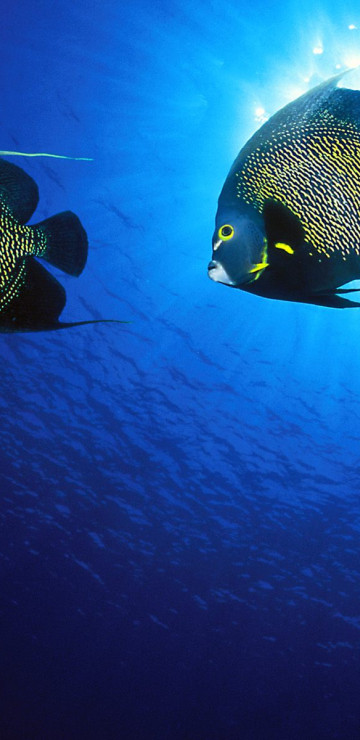 French Angelfish.jpg