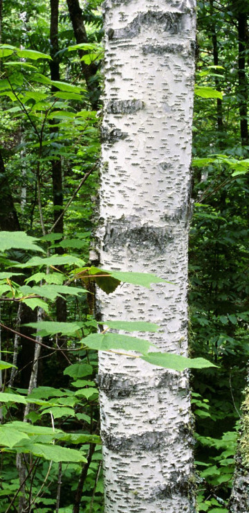 Aspen Trunks, North Woods, Quetico Provincial Park, Ontario, Canada.jpg