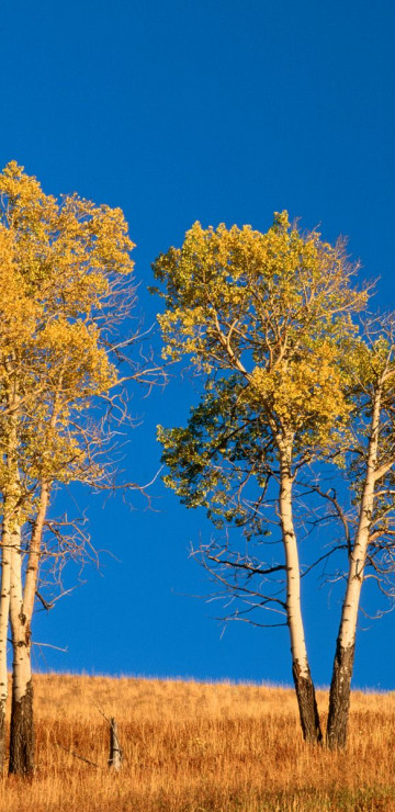 Autumn Aspen Trees and Sunset, Yellowstone National Park, Wyoming.jpg