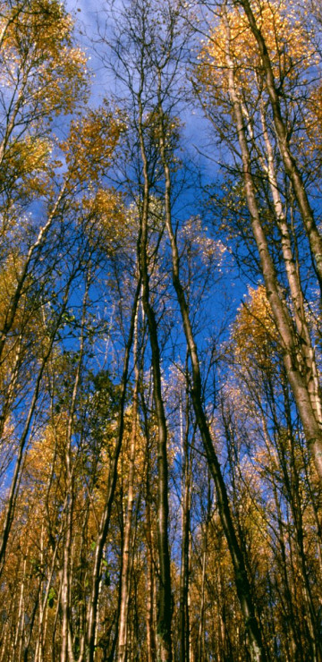 Autumn Aspens, Hidden Lake, Alaska.jpg