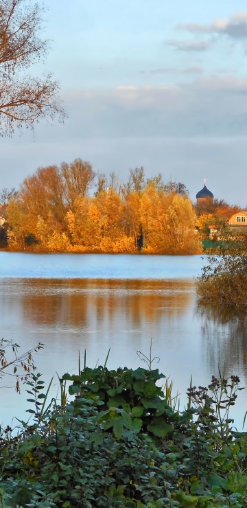 Drzewa nad rzeką