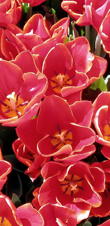 Tulipany (50).jpg