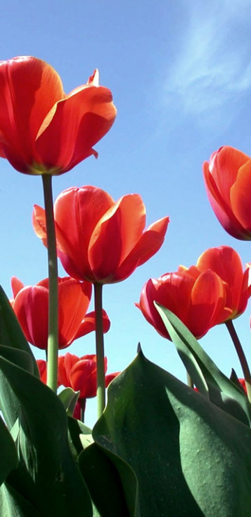 Tulipany (68).jpg