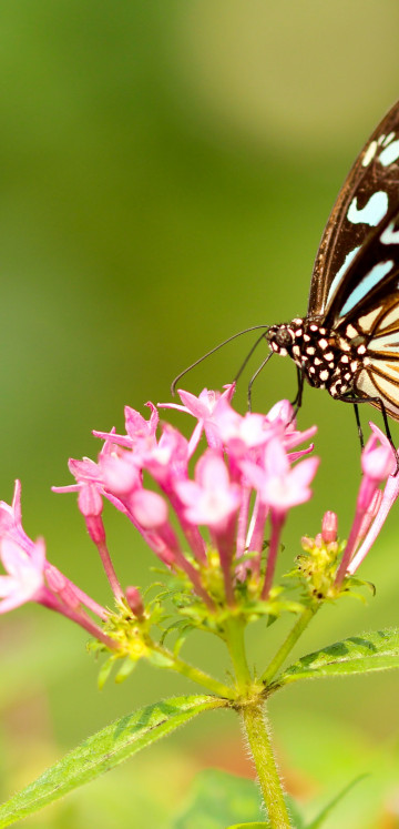 Motyl, Piękny, Spija nektar z różowego kwiatka