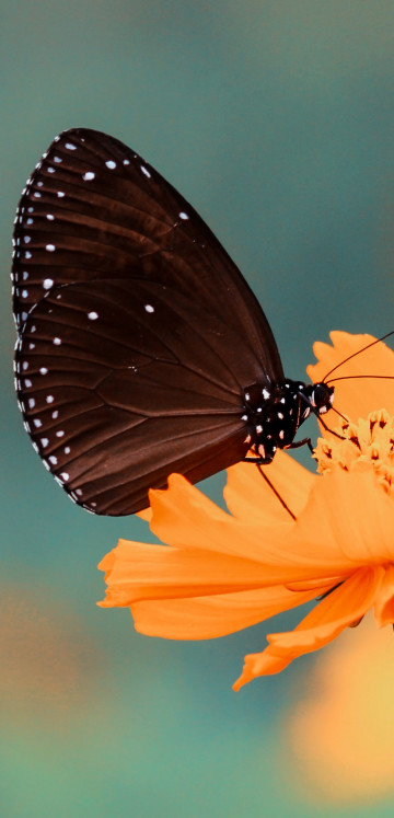 Motyl spija nektar z pomarańczowego kwiatka