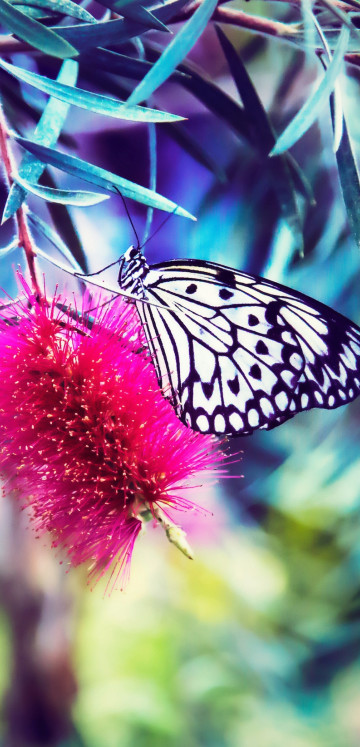 Motyl na różowym kwiatku