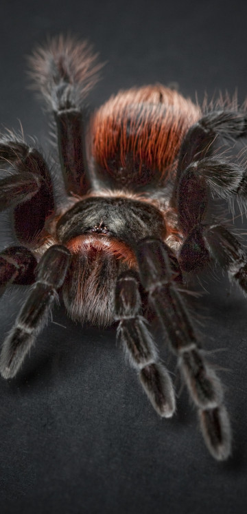 Pająk Tarantula