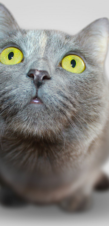 Kot szary, Oczy żółte