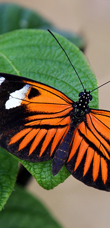 Pomarańczowo czarny motyl