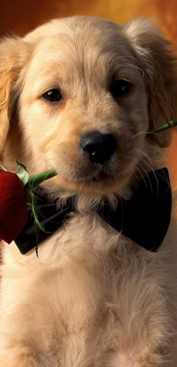 Róża i pies