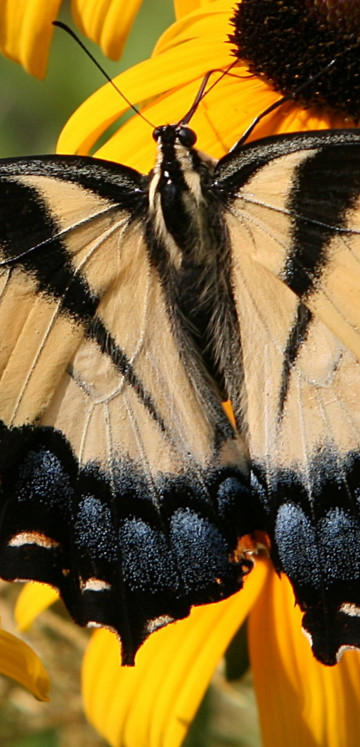 Motyl (2)