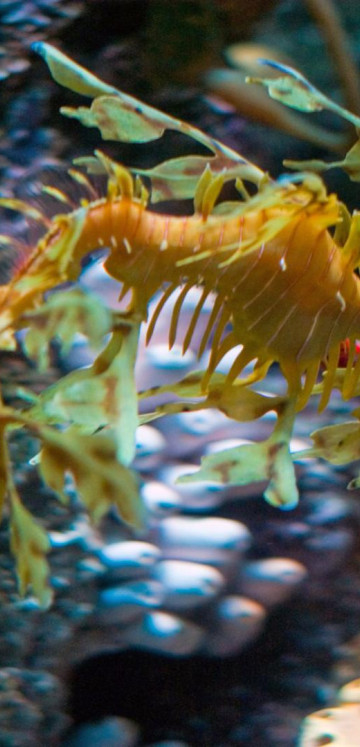 leafy sea dragon