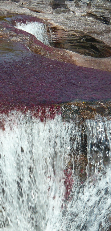 Caño Cristales