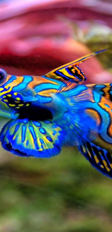 fish mandarinfish