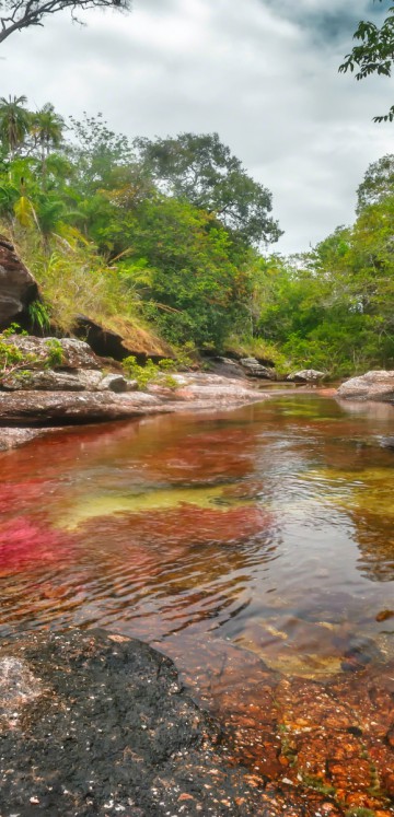 Caño Cristales