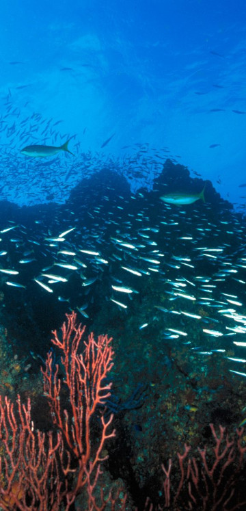 Los Roques Reef, Venezuela.jpg