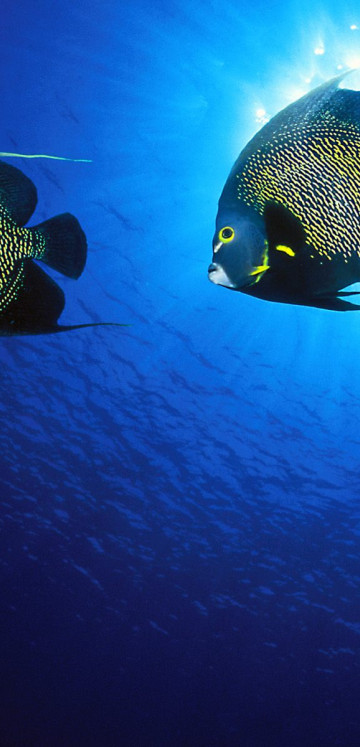 French Angelfish.jpg