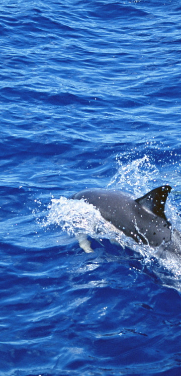 Delfiny 22