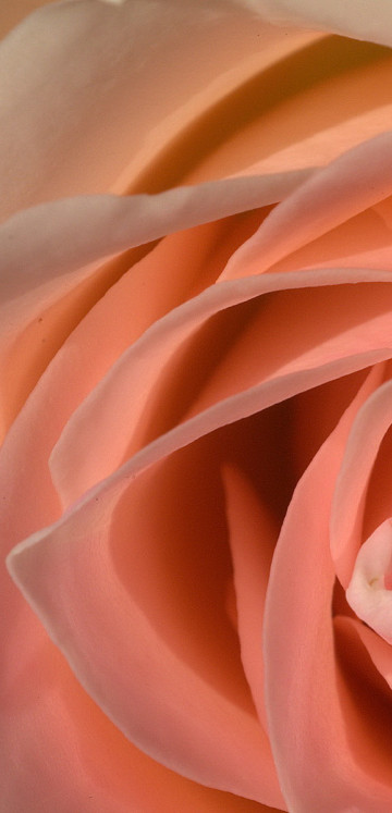 roze (69).jpg