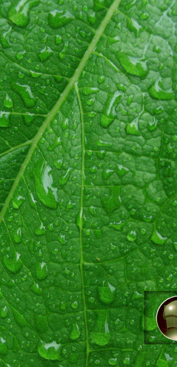 makro-foto-zielone-rosliny (122).jpg