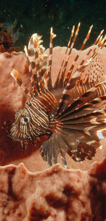 Lionfish Lurking Among Feather Star Crinoids.jpg