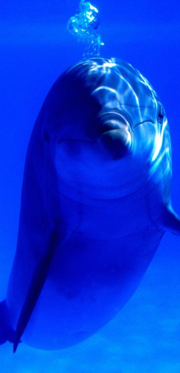 tapety delfiny (41).jpg