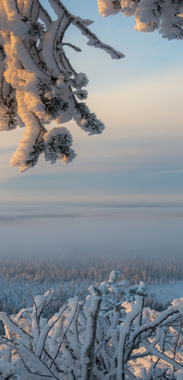 Śnieg na gałęziach