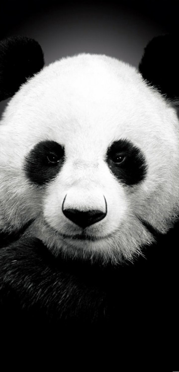 Miś Panda.jpg