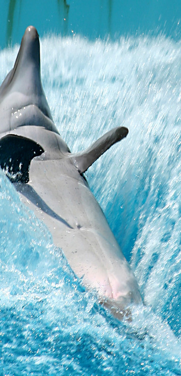 tapety delfiny (23).jpg