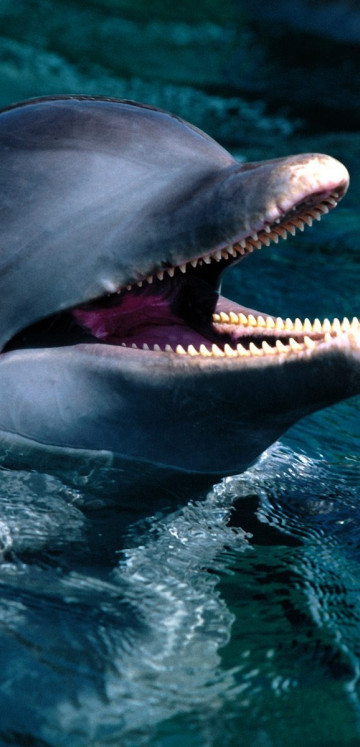 tapety delfiny (37).jpg