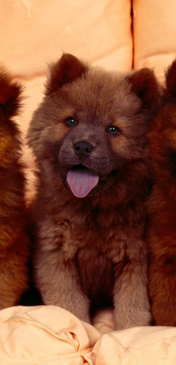 Cozy Couch, Chow Chow Puppies.jpg